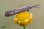 Spiris striata