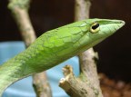 Ahaetulla sp in cattivit