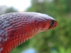 Drymarchon couperi baby