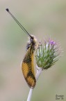 Longicornis
