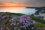 Cliff in flower