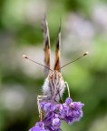 Macro 3