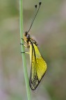 Libelloides latinus