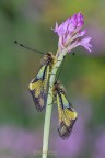 Libelloides coccajus, la coppia