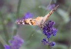 Macro 5