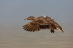 Germana in arrivo