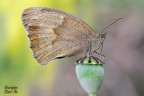 Maniola jurtina