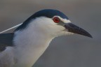 profilo della nitticora