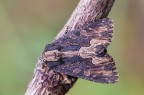 Bird's Wing
