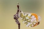Anthocharis cardamines