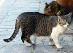 Questo scatto  stato fatto alla colonia felina di Torre Argentina a Roma, alcuni gatti sono impauriti come quello in primo piano.