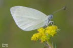 Pieris rapae