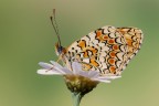 Melithaea phoebe