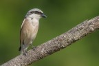 averla minore