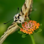 ***Oh, lantana mon amour...baciamoci alla francese***
