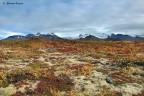 Distesa di licheni lungo il percorso al parco nazionale di Skaftafell ai piedi del ghiacciaio Skaftafelljokull
