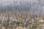 Skeleton Forest