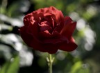 simply red