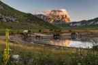 Horses in the valley