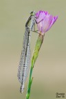 Damigella