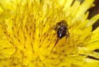 Black and yellow