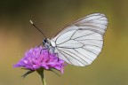 Aporia