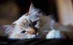 Siesta Time