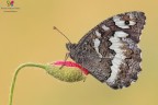 Brintesia circe