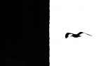 gull
