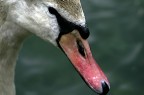 il cigno