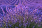 Lavanda Lavanda