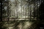 Esterni