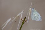 Pieris Rapae