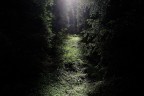 il segreto del bosco vecchio