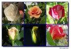 8 marzo