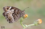 Hypparchia fagi