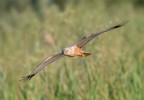Falco di palude