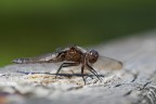 Libellula