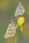 Pyrgus sidae