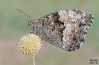 Hypparchia fagi