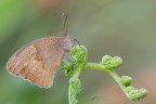 Maniola jurtina