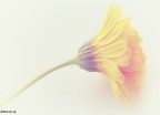 ...solo un fiore...