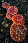 fatal mushroom