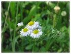 Frugando nei miei sterminati archivi pieni di montagne, alberi e rocce, ho trovato un piccolo omaggio floreale per la festa delle donne :oops: 
Una foto senza pretese, ma che trovo dolce e delicata...

In attesa di subire i vostri commenti... :wink: