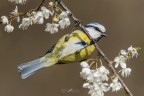 Cinciarella e il biancospino