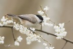 Cincia bigia