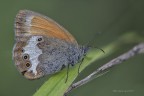 Dalla serie scatti in libert : Coenonympha arcania No plamp no cavalletto 
SI CONSIGLIA ASSOLUTAMENTE LA VISIONE IN. HR https://www.flickr.com/photos/giuseppe_zingarelli/36171059022/in/dateposted-public/