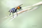 Ecco un simpatico dittero  che si diverte a fare gli scivolo