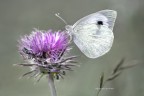 Qui abbiamo una pieris  che vola tranquilla  da un fiore all'altro.
Scatto in libert no Plamp no Cavalletto dopo una bella sudata e dopo  aver consumato l'otturatore  lo ripresa  in una posa classica sono contento.
In PP ho dato un tocco personale hai colori creando una sorta di bleach bypass
HR https://www.flickr.com/photos/giuseppe_zingarelli/35559402463/in/dateposted-public/