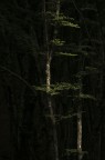 luce